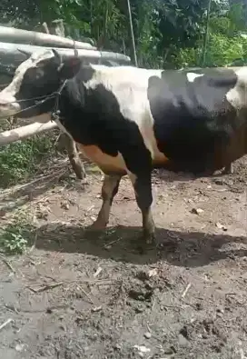 Sapi sehat hitam putih