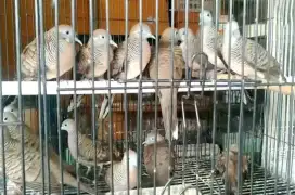 Perkutut lokal ready banyak