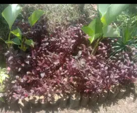 Pohon hias bayam merah