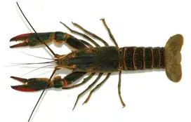 Lobster Hitam Manis