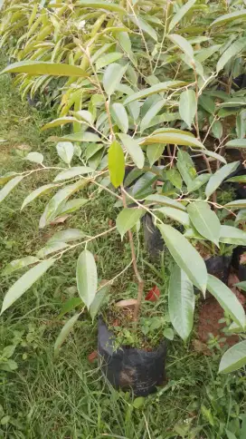 Bibit durian kanjou