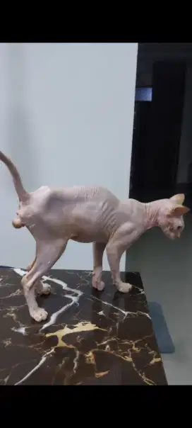 Kucing sphynx jantan