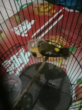 Mahar,barter,TT