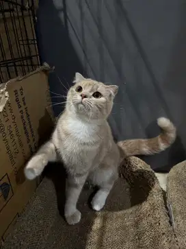Kitten SF jantan dan SS betina 7 bulan