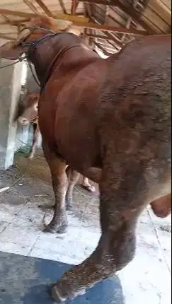 sapi qurban limosin 650kiloan timbang real siap kurban premium 2025 ok