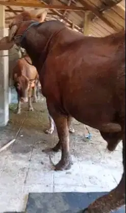 sapi qurban limosin 650kiloan siap sapi qurban premium 2025 jamin puas