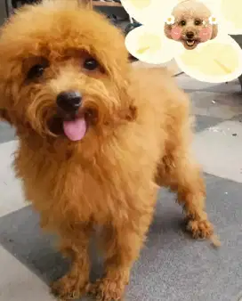 Poodle jantan usia 8 bln