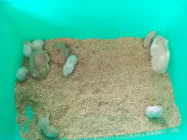 Hamster imut dan lucu warna bagus bagus