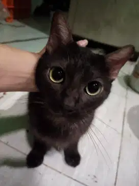 Kucing Hitam Polos