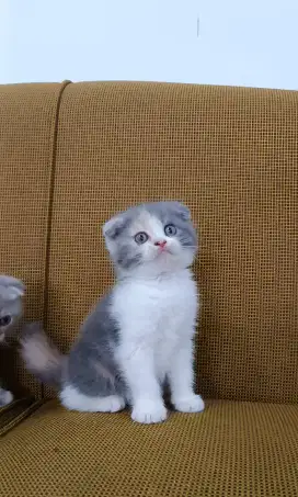 SCOTTISH FOLD / TELINGA LIPAT