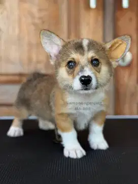 Puppy Pembroke Welsh Corgi Jantan, Anjing Lincah