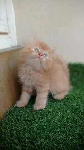 Semi flatnose kitten