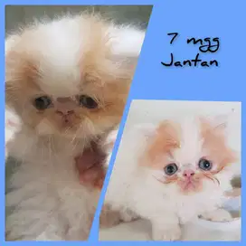 Lepas Adop  Kucing Persia Peaknose