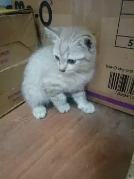 KUCING PERSI HIMALYA