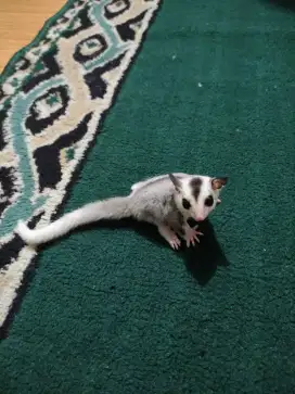 Sugar Glider Betina