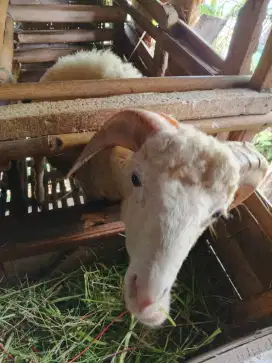 Kambing Cigombong