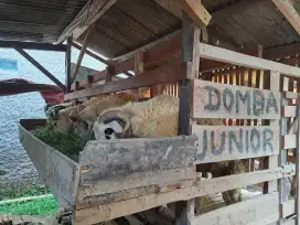 Domba/Kambing Qurban Berkualitas