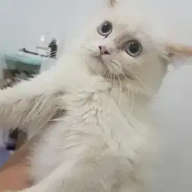 Kucing Himalaya red point