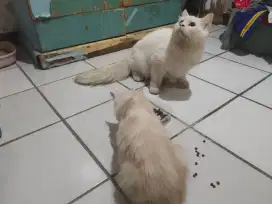 persia jantan umur 2 tahun