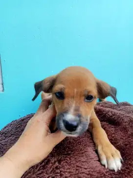 Anak anjing laki2
