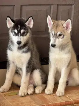 Husky Malamute Big Bone