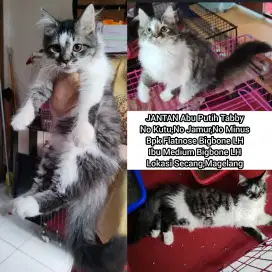 Kucing Persia Bigbone longhair jantan