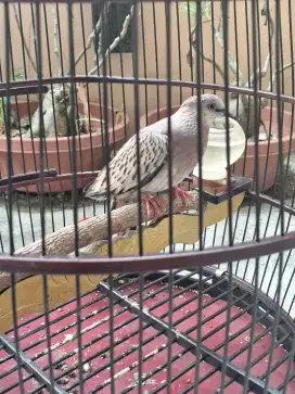 Derkuku Tekukur Kuk 3 Warna Leopard PAUD