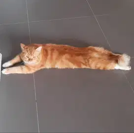 Pacak kucing persia bergaransi
