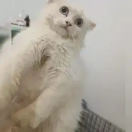 Kucing Humalaya Red Point