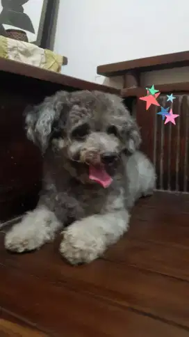 Menyediakan Jasa Pejantan Poodle Warna Silver