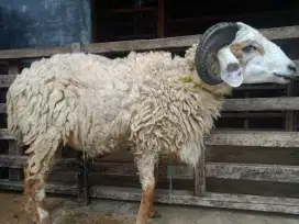 Ready kambing domba sapi qurban, aqiqah dll. gratis ongkir Jabodetabek
