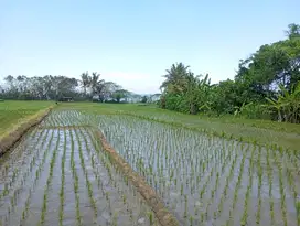 Tanah Murah Los Pantai Kawasan Klating Dan Pasut Tabanan Bali