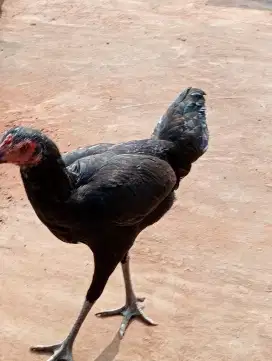 Di jual ayam pelung betina