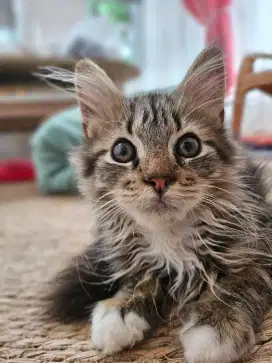 Open Adopt MaineCoon Kitten Usia 3bulan Jantan