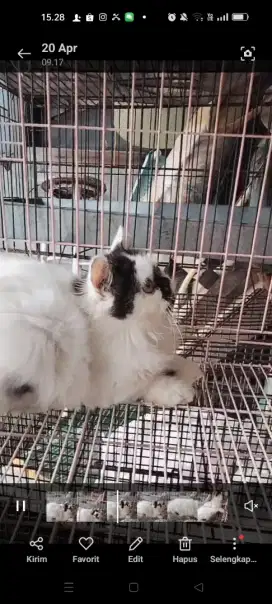 Kucing persia flatnose