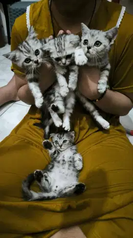Lepas adopt kitten Scottish