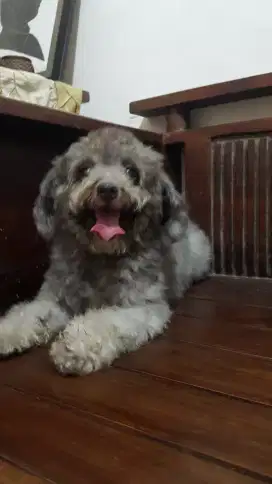 Sedia Pejantan Poodle Warna Silver