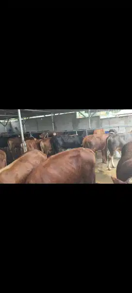 Hewan Sapi Qurban