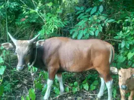 Jual sapi Qurban