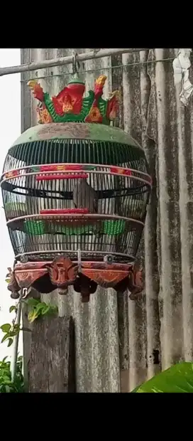 Tekukur warna alam/wild kuk4