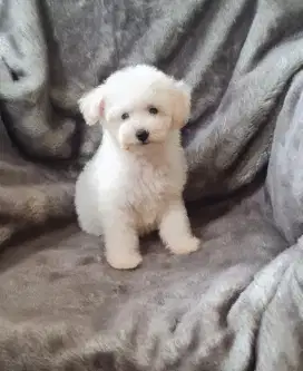 WHITE TOY POODLE