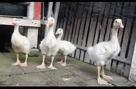 Anak angsa soang banyak