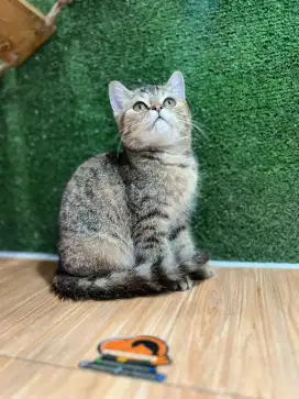 Kucing kitteen British Shorthair betina lucu