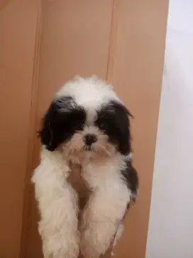 Anjing Shihtzu sitsu shitsu