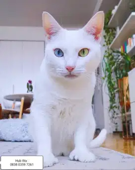 Kucing mata belang