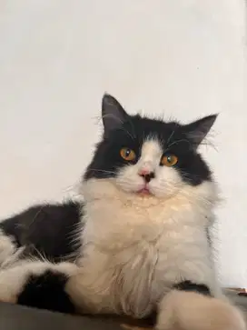 scottish straight ear se bukan fold scotish murni 5 bln jantan kucing