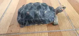 Redfoot Jantan 24cm SCL Red Foot Tortoise Kura Darat