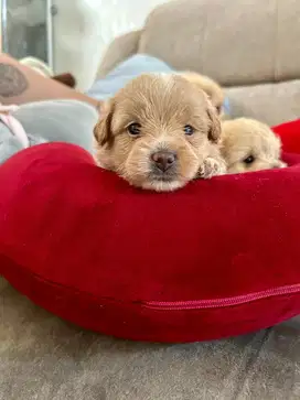 Puppy Gemoy jenis Pompoo