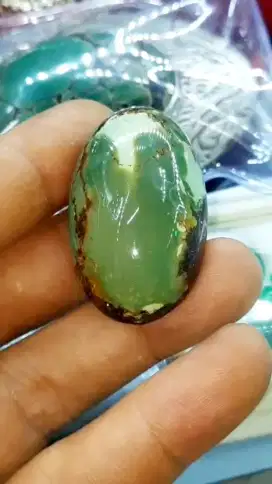 Pyrus Persia Ijo Jumbo