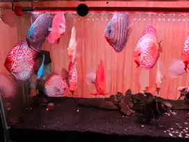 Jual ikan discus borongan